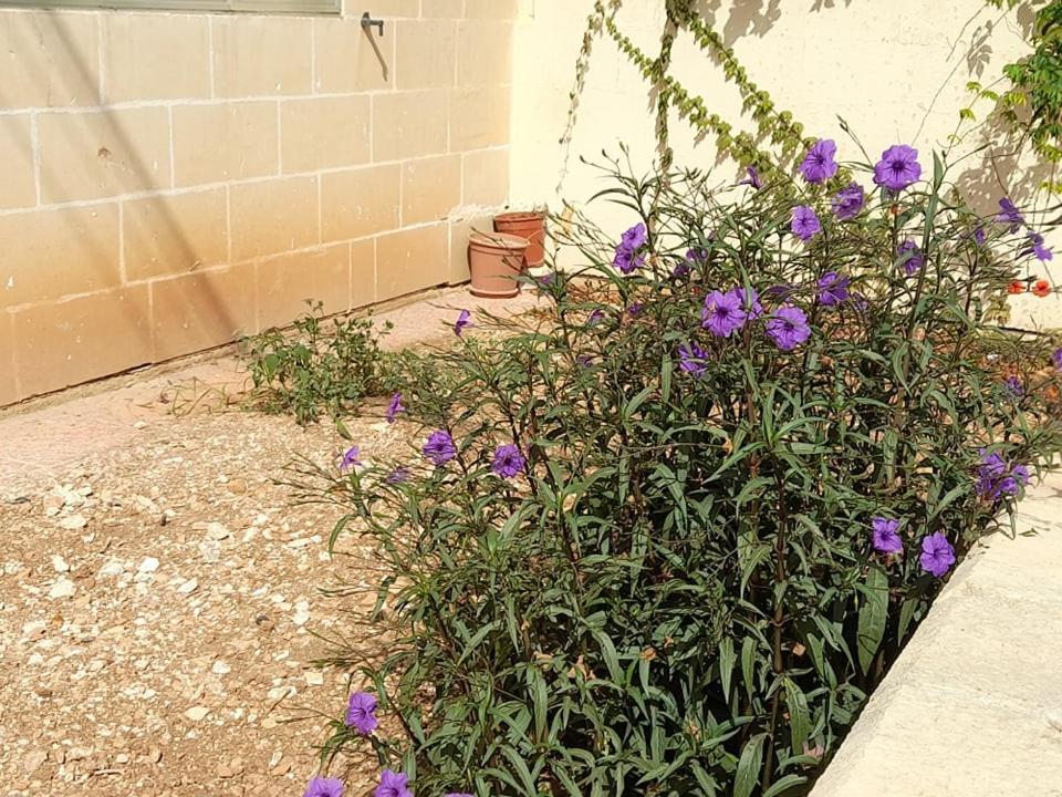 Dynesty B&B Birżebbuġa Exteriör bild